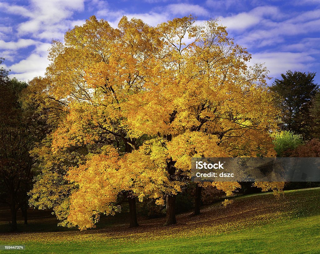 Brillante acero autunnali alberi vicino a Philadelphia - Foto stock royalty-free di Acero