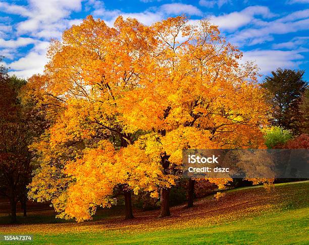 Блестящий Осенью Кленовые Деревья Возле Филадельфии — стоковые фотографии и другие картинки Клён