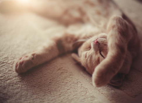 Sleeping Scottish Fold kitty. Shallow DOF