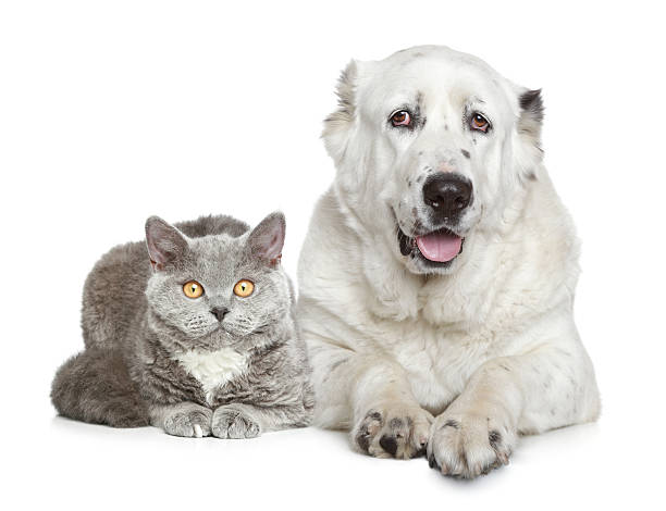istock Central Asian Shepherd Dog and beautiful cat 155449020