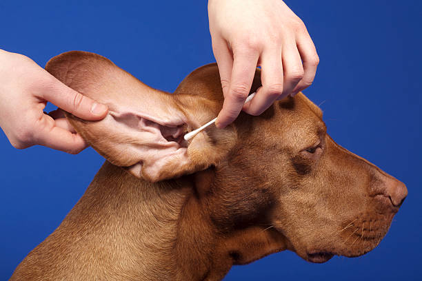 pure breed dog's ear cleaned stock photo
