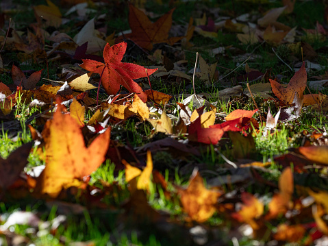 Back lit autumn leaf background