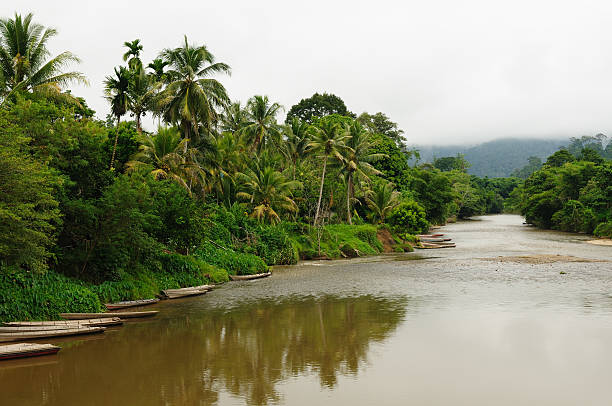 Scenic view of wild tropical jungle and speed boat on the Mahakam river, East Kalimantan, Indonesia Borneo.