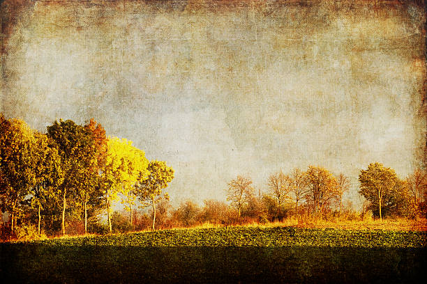 istock agricultural landscape with grunge texture 155450123