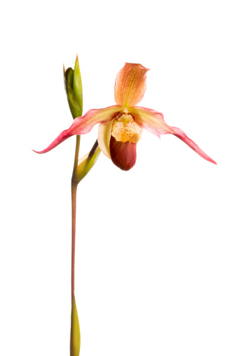 Phragmipedium is a genus of the Orchid family and the only genus comprised in the tribe Phragmipedieae and subtribe Phragmipediinae. The name of the genus is derived from the Greek phragma, which means 