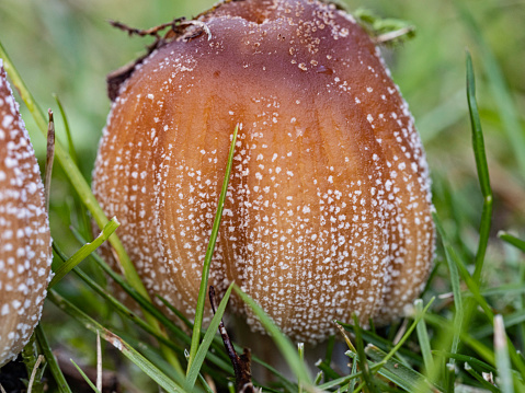 Small brown mushroom with spots