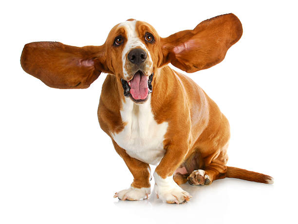 happy dog happy dog - basset hound with animal ear stock pictures, royalty-free photos & images
