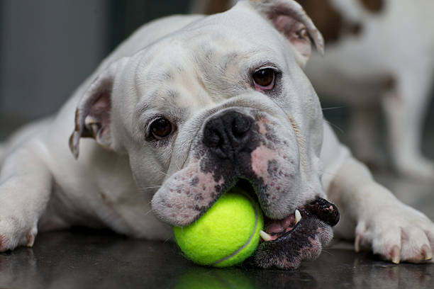 dog playing with ball - english bulldog with head laying on soccer ball on white background