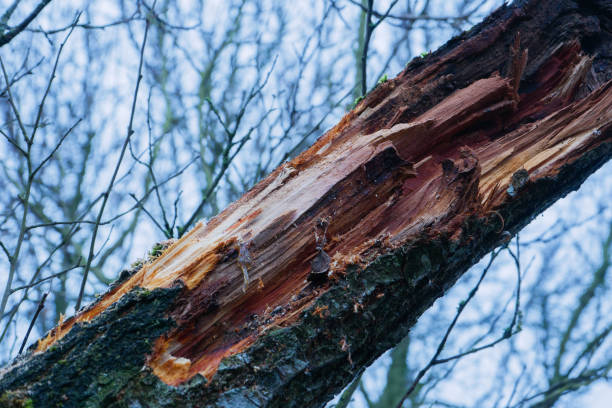 istock Fragment of an old dry damaged tree. 1554517592
