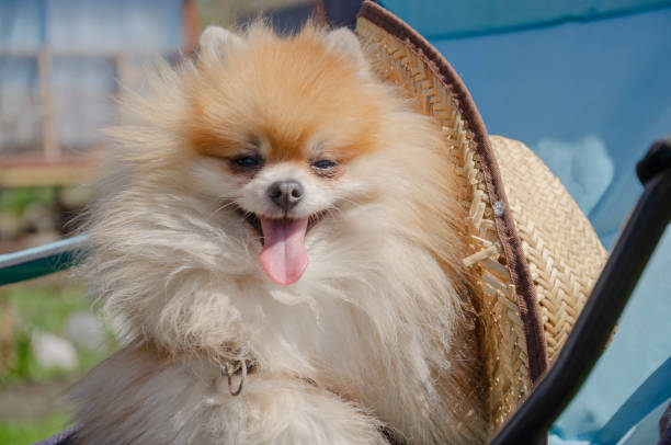 istock Small dog Spitz in summer in a sun hat 1554526906