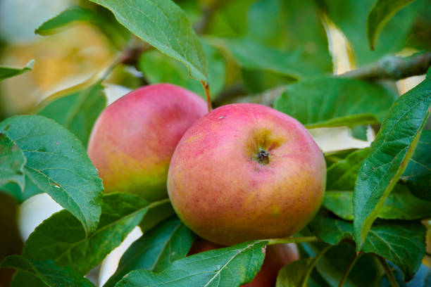 Apples on trees in a vegetable orchard. Autumn seasonal harvest. red ripe apples on a branch in the garden. Drops of water on wet apples after rain. Organic farming, gardening, vegetarian eco food. manzanas en los árboles en un huerto de verduras. cosecha estacional de otoño. manzanas maduras rojas en una rama en el jardín. gotas de agua en manzanas mojadas después de la lluvia. agricultura ecológica, jardinería, alimentación ecológica vegeta