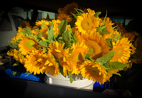 Huge Bouquet Sunflowers at Farmer's Market Close-Up
