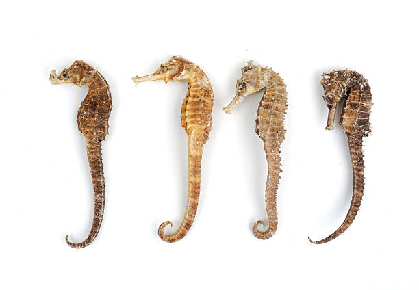 istock Sea Horse isolated on white 155454398