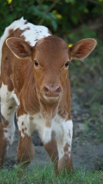 istock Baby Calf Portrait 1554544107
