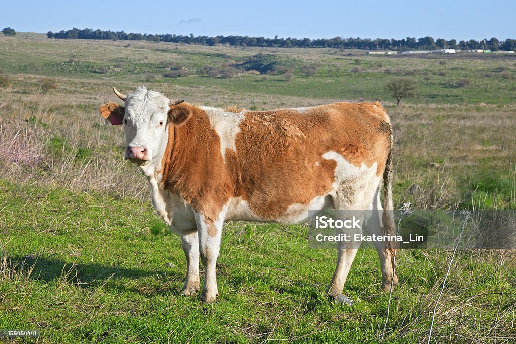 Kühe auf dem Feld - Lizenzfrei Agrarbetrieb Stock-Foto