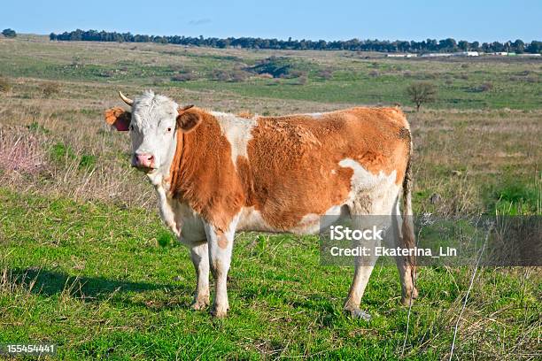 Kühe Auf Dem Feld Stockfoto und mehr Bilder von Agrarbetrieb - Agrarbetrieb, Blau, Braun