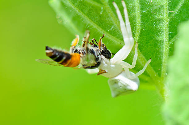 Araña cangrejo capturando presa