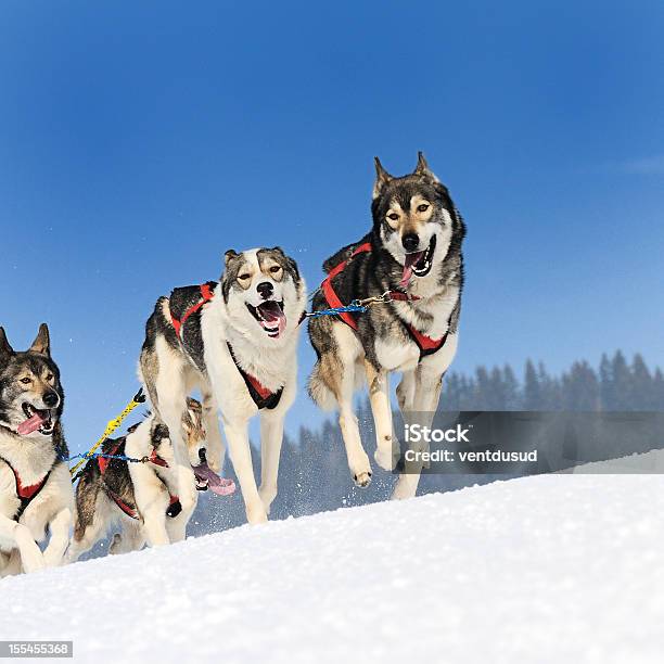 Sportive Собак — стоковые фотографии и другие картинки Бегать - Бегать, В пути, Гора