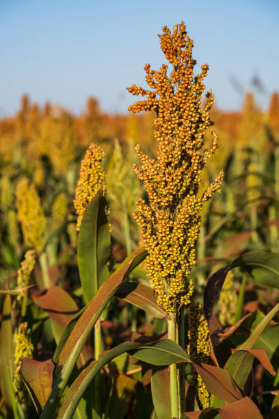 istock sorghum plantation in sunny day 1554564174