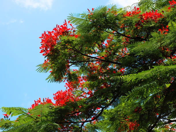 istock Delonix regia tree. Flamboyant, lobster bean plant. 1554566765