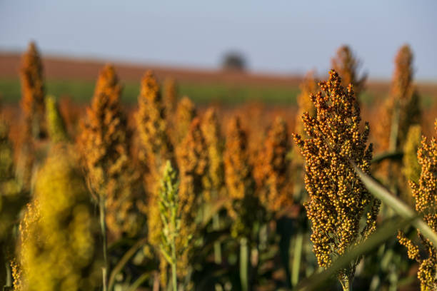sorghum plantation in sunny day.