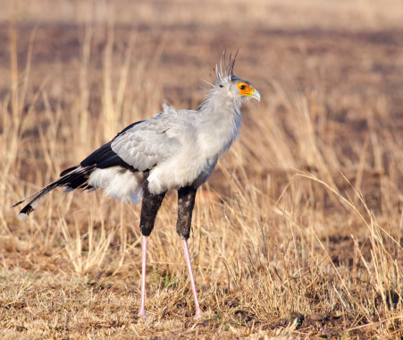 Secretary Bird Posing Stock Photo - Download Image Now - Animal Body Part, Animal Leg, Animal Limb - iStock Secretary Bird Posing Stock Photo - Download Image Now - Animal Body Part, Animal Leg, Animal Limb - iStock