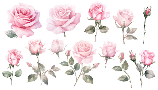 Watercolor pink rose flower and leaf bouquet clipart collection isolated on white background vector illustration set.