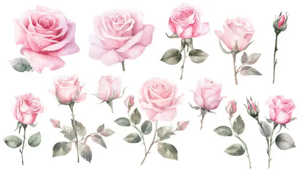 Vector illustration of Watercolor pink rose flower and leaf bouquet clipart collection isolated on white background vector illustration set.