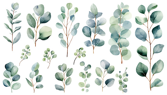 Eucalyptus watercolor clipart set. Green  plant  collection  isolated on white background vector illustration set.