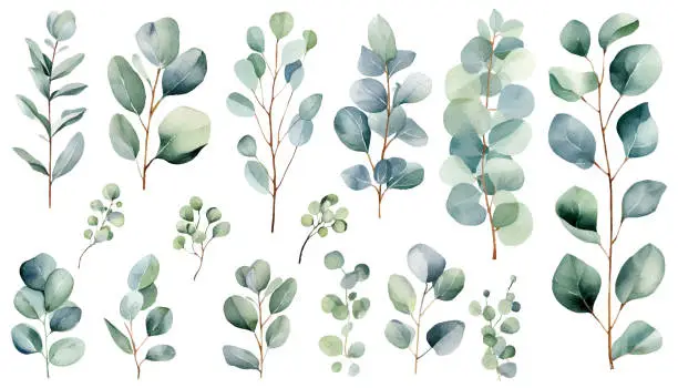 Vector illustration of Eucalyptus watercolor clipart set. Green  plant  collection  isolated on white background vector illustration set.