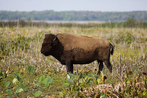 American bison in nature environment