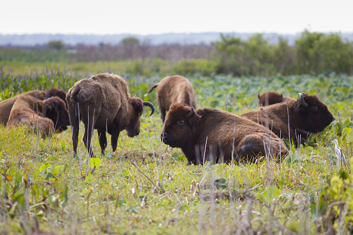 Wild buffalo on the plains of Oklahoma.