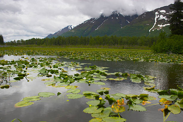 lago do alasca - swamp moody sky marsh standing water imagens e fotografias de stock