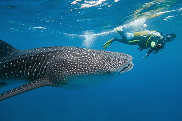 istock Whale shark and underwater photographer 155460712