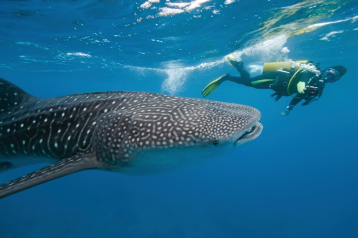Whale shark and underwater photographer on the blue background
