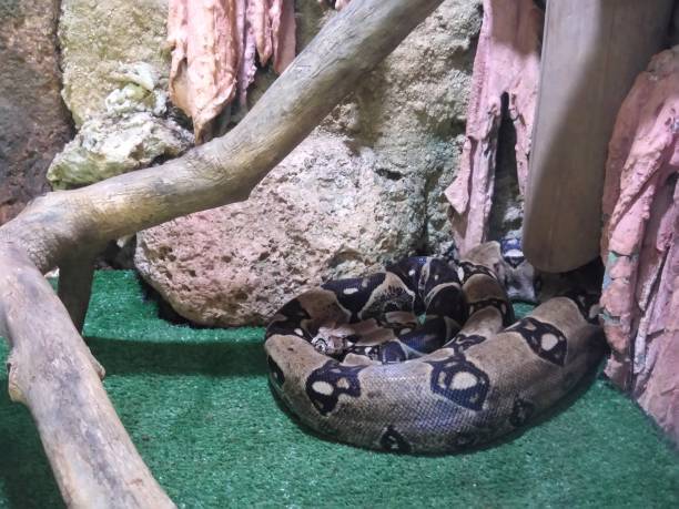 70+ Falsity Stock Photos, Pictures & Royalty-Free Images - iStock