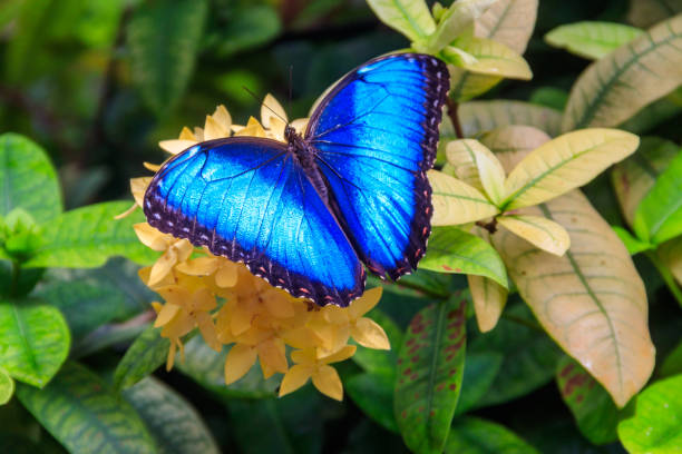 istock Menelaus blue morpho butterfly (Morpho menelaus) on a flower 1554622222