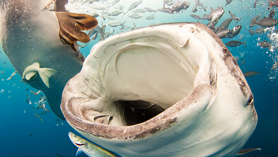 Up close and personal with a large Whale Shark swimming underwater with its mouth wide open.