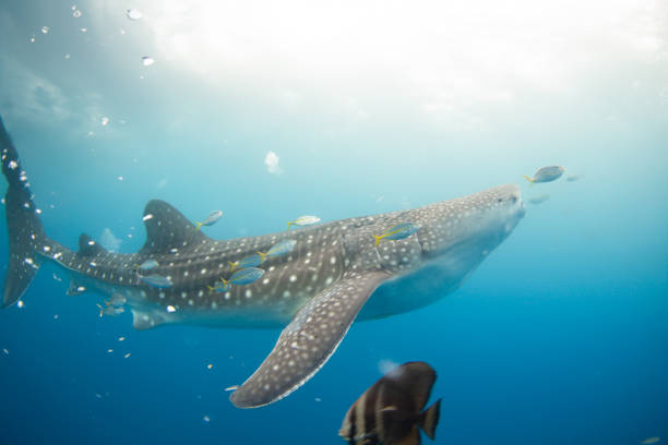 istock Whale Shark swimming in the ocean 1554631473
