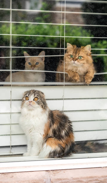 istock Adorable Weird Funny Cats Watching and Judging You Through Window 1554635311