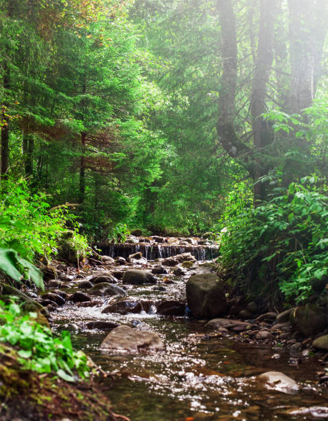istock forest landscape with a small spring in the thick of the forest 1554638730