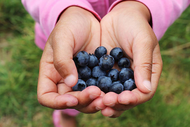 istock Little Girl Holding Blueberries 155465584