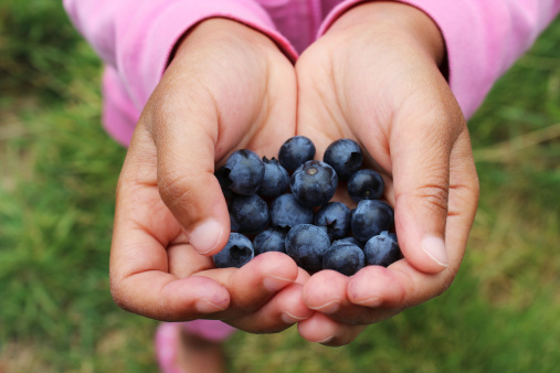 A little Asian girl gently holds delicious fresh picked blueberries in her hands.