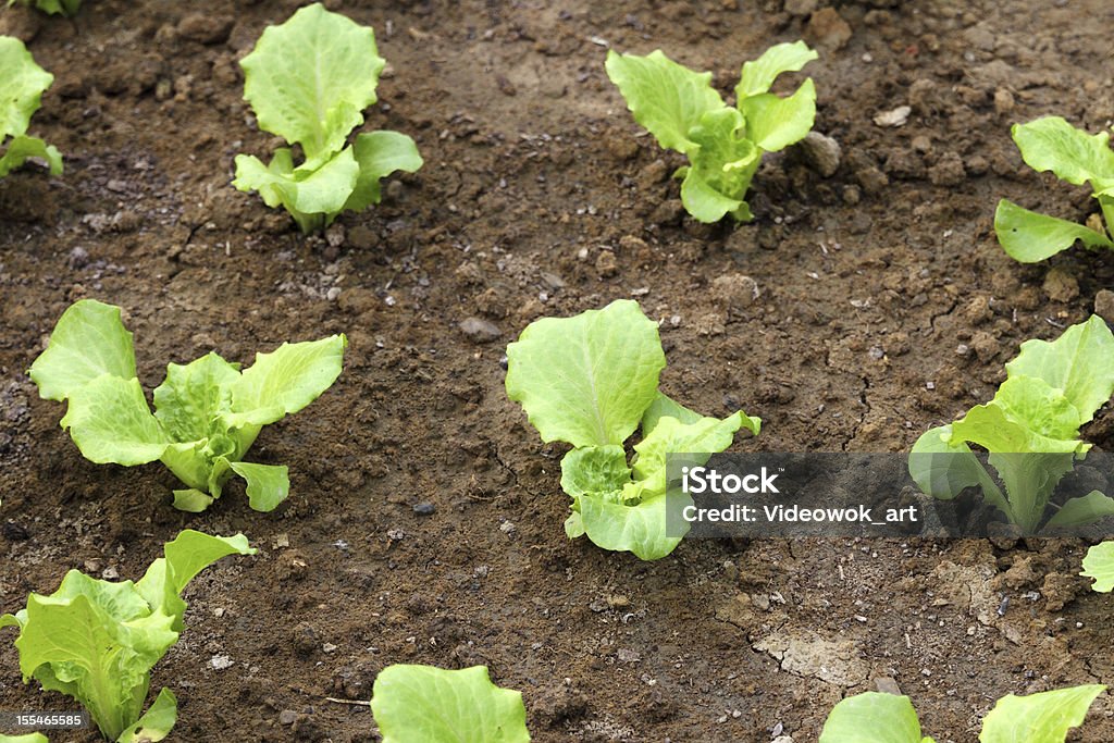 Organic giardinaggio - Foto stock royalty-free di Agricoltura