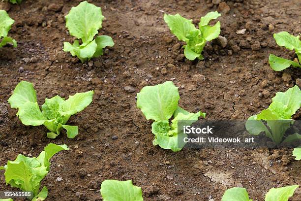 Organic Giardinaggio - Fotografie stock e altre immagini di Agricoltura - Agricoltura, Aiuola, Alimentazione sana