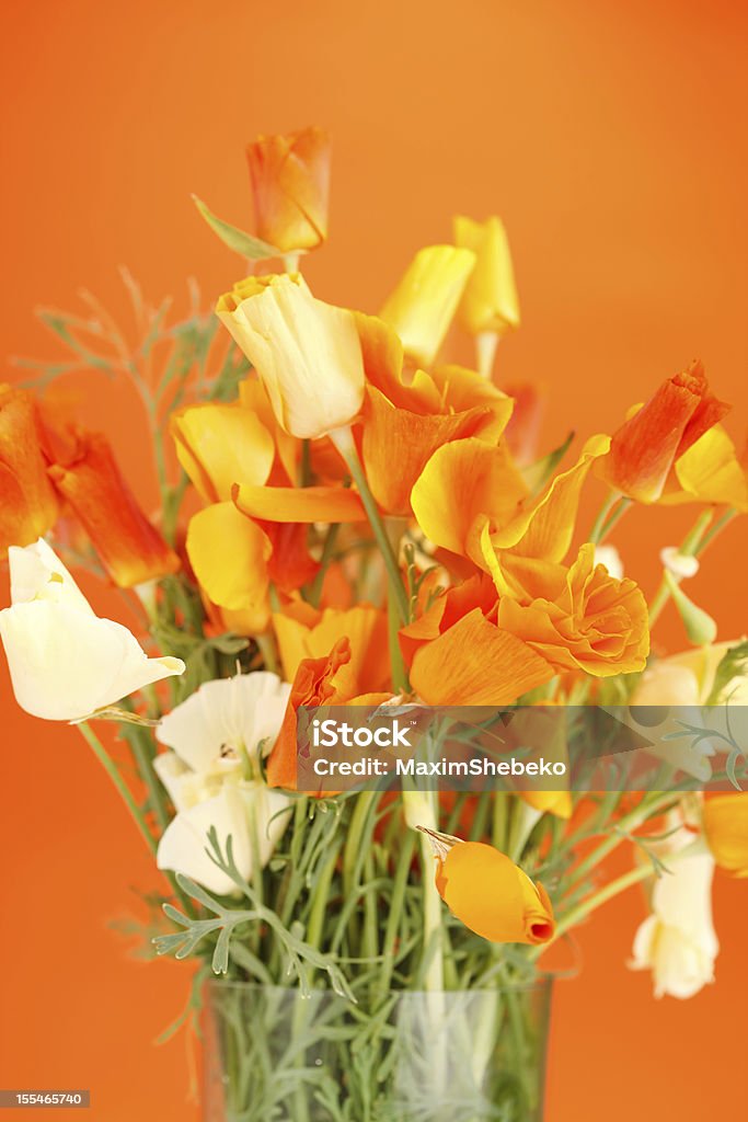 Bela poppie Flores - Royalty-free Amarelo Foto de stock
