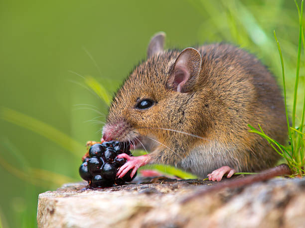 istock Wild mouse eating blackberry on log 155468141