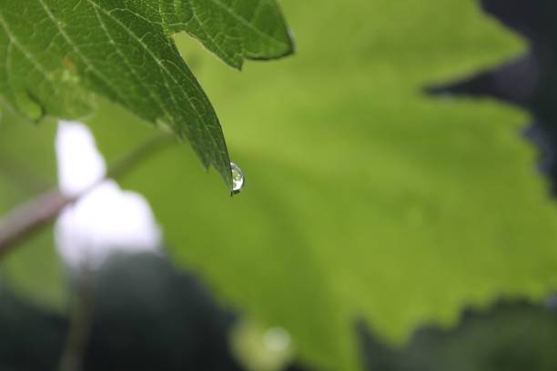 istock Close-up of a single dew droplet about to fall from a leaf 1554685875