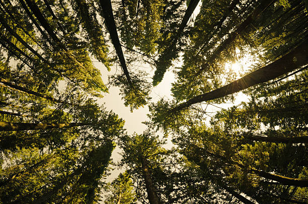 한들거리는 종려나무와 대형 파인에서 나무, 저해상 앵글을 슛 - tree growth sequoia rainforest 뉴스 사진 이미지