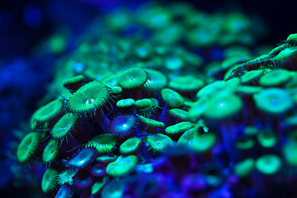 fluorescente planta al mar - riff fotografías e imágenes de stock